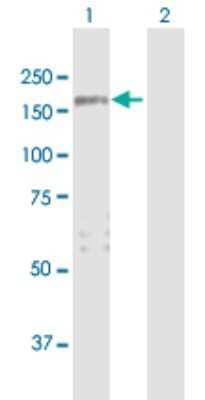 Western Blot: PARG1 Antibody [H00009411-B01P] - Analysis of ARHGAP29 expression in transfected 293T cell line by ARHGAP29 polyclonal antibody.  Lane 1: ARHGAP29 transfected lysate(138.71 KDa). Lane 2: Non-transfected lysate.