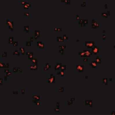 Immunocytochemistry/Immunofluorescence: PARL Antibody [NBP1-76938] - Immunofluorescence of PARL in 3T3 cells with PARL antibody at 2.50 ug/mL.