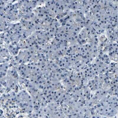 Immunohistochemistry-Paraffin: PARN Antibody [NBP1-84303] - Staining of human pancreas shows low expression as expected.