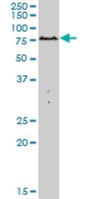 Western Blot: PARN Antibody [H00005073-B01P] - N MaxPab polyclonal antibody. Western Blot analysis of PARN expression in Hela NE.