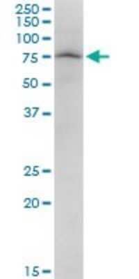 Western Blot: PARN Antibody [H00005073-B01P] - Analysis of PARN expression in PC-12.