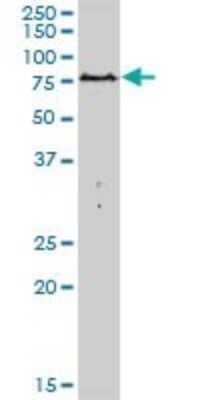 Western Blot: PARN Antibody [H00005073-B01P] - Analysis of PARN expression in Hela S3 NE.