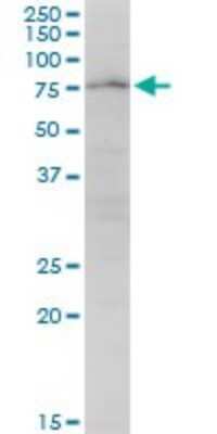 Western Blot: PARN Antibody [H00005073-B01P] - Analysis of PARN expression in Raw 264.7.