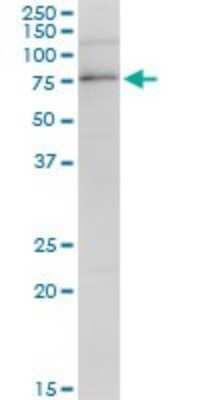 Western Blot: PARN Antibody [H00005073-B01P] - Analysis of PARN expression in NIH/3T3.