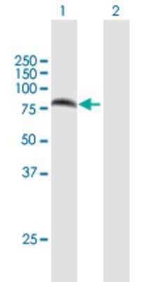 Western Blot: PARN Antibody [H00005073-B01P] - Analysis of PARN expression in transfected 293T cell line by PARN polyclonal antibody.  Lane 1: PARN transfected lysate(70.29 KDa). Lane 2: Non-transfected lysate.