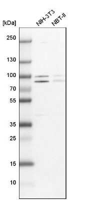 Western Blot: PARN Antibody [NBP1-84302] - Analysis in mouse cell line NIH-3T3 and rat cell line NBT-II.