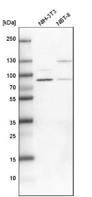 Western Blot: PARN Antibody [NBP1-84303] - Analysis in mouse cell line NIH-3T3 and rat cell line NBT-II.