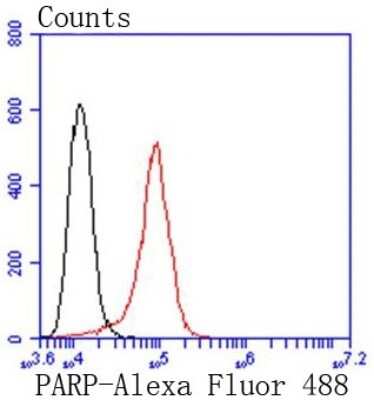 Flow Cytometry: PARP Antibody (SU03-68) [NBP2-67482] - Analysis of Hela cells with PARP antibody at 1/50 dilution (red) compared with an unlabelled control (cells without incubation with primary antibody; black). Alexa Fluor 488-conjugated goat anti rabbit IgG was used as the secondary antibody.