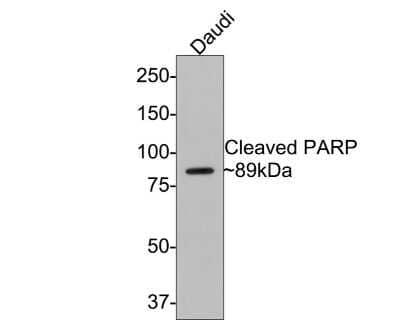 Western Blot: PARP Antibody (SU0314) [NBP2-67454] - Analysis of Cleaved PARP on Daudi cell lysates with Rabbit anti-Cleaved PARP antibody at 1/500 dilution. Lysates/proteins at 10 ug/Lane. Predicted band size: 89 kDa Observed band size: 89 kDa Exposure time: 2 minutes; 8% SDS-PAGE gel. Proteins were transferred to a PVDF membrane and blocked with 5% NFDM/TBST for 1 hour at room temperature. The primary antibody at 1/500 dilution was used in 5% NFDM/TBST at room temperature for 2 hours. Goat Anti-Rabbit IgG - HRP Secondary Antibody at 1:300,000 dilution was used for 1 hour at room temperature.