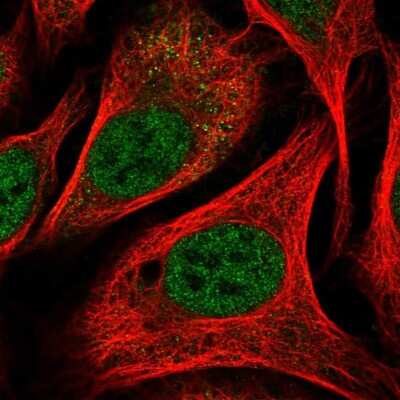 Immunocytochemistry/Immunofluorescence: PARP8 Antibody [NBP2-13733] - Staining of human cell line U-2 OS shows localization to nucleoplasm. Antibody staining is shown in green.