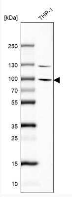 Western Blot: PARP8 Antibody [NBP2-13733] - Analysis in human cell line THP-1.