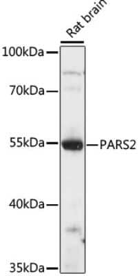 Western Blot: PARS2 Antibody [NBP2-94595] - Analysis of extracts of rat brain, using PARS2 at 1:1000 dilution.Secondary antibody: HRP Goat Anti-Rabbit IgG (H+L) at 1:10000 dilution.Lysates/proteins: 25ug per lane.Blocking buffer: 3% nonfat dry milk in TBST.Detection: ECL Basic Kit .Exposure time: 10s.