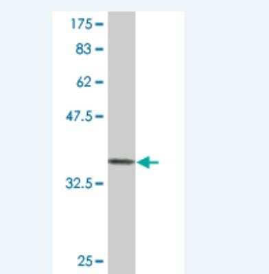 Western Blot: PASD1 Antibody (1F5) [H00139135-M07] - Detection against Immunogen (37 KDa) .