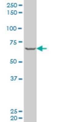Western Blot: PASD1 Antibody (1G12) [H00139135-M06] - Analysis of PASD1 expression in HeLa (Cat # L013V1).