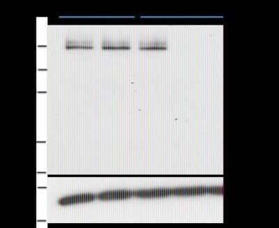 Western Blot PASD1 Antibody (2ALCC128) - BSA Free