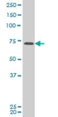 Western Blot: PASD1 Antibody (2B10) [H00139135-M04] - Analysis of PASD1 expression in Hela S3 NE (Cat # L013V3).