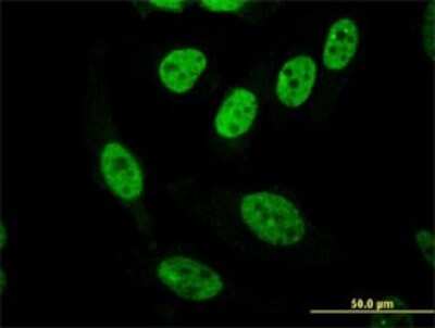 Immunocytochemistry/Immunofluorescence: PASD1 Antibody (3C1) [H00139135-M08] - Analysis of monoclonal antibody to PASD1 on HeLa cell. Antibody concentration 10 ug/ml