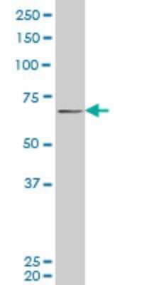 Western Blot: PASD1 Antibody (3C1) [H00139135-M08] - Analysis of PASD1 expression in Hela S3 NE (Cat # L013V3).