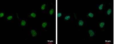 Immunocytochemistry/Immunofluorescence: PASD1 Antibody [NBP2-19703] - Sample: NT2D1 cells were fixed in 4% paraformaldehyde at RT for 15 min. Green: PASD1 protein stained by PASD1 antibody diluted at 1:500. Blue: Hoechst 33342 staining.