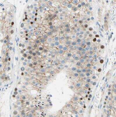 Immunohistochemistry-Paraffin: PASD1 Antibody [NBP1-84346] - Staining of human testis shows moderate nuclear positivity in cells in seminiferous ducts.