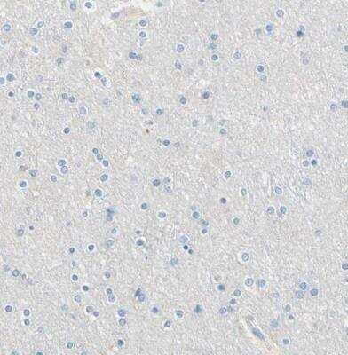 Immunohistochemistry-Paraffin: PASD1 Antibody [NBP1-84346] - Staining of human cerebral cortex shows no positivity in neurons as expected.