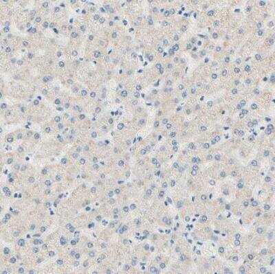 Immunohistochemistry-Paraffin: PASD1 Antibody [NBP1-84346] - Staining of human liver shows no positivity in hepatocytes as expected.