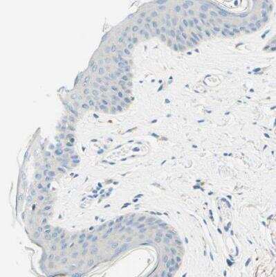 Immunohistochemistry-Paraffin: PASD1 Antibody [NBP1-84346] - Staining of human skin shows no positivity in squmaous epithelial cells as expected.