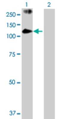 Western Blot: PASD1 Antibody [H00139135-D01P] - Analysis of PASD1 expression in transfected 293T cell line by PASD1 polyclonal antibody.Lane 1: PASD1 transfected lysate(87.40 KDa).Lane 2: Non-transfected lysate.