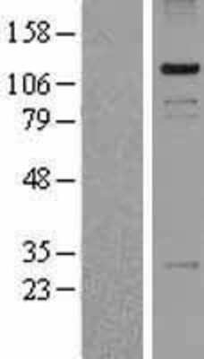 Western Blot PASD1 Overexpression Lysate