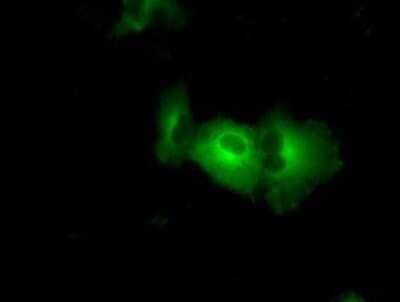 Immunocytochemistry/Immunofluorescence: PASK Antibody (8G9) [NBP2-02242] Staining of COS7 cells transiently transfected by pCMV6-ENTRY PASK.