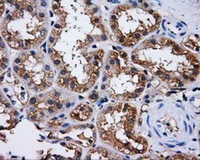 Immunohistochemistry-Paraffin: PASK Antibody (8G9) [NBP2-02242] - Staining of paraffin-embedded Human Kidney tissue using anti-PASK mouse monoclonal antibody.