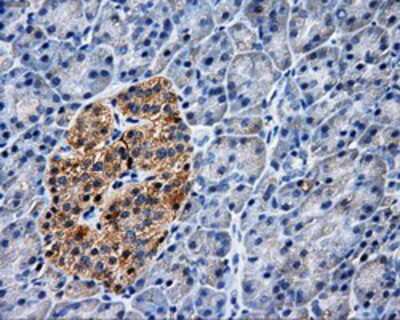Immunohistochemistry-Paraffin: PASK Antibody (8G9) [NBP2-02242] - Staining of paraffin-embedded Human pancreas tissue using anti-PASK mouse monoclonal antibody.