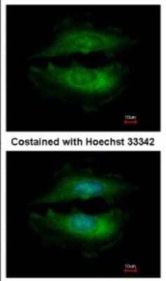 Immunocytochemistry/Immunofluorescence: PASK Antibody [NBP2-19704] - Analysis of methanol-fixed HeLa, using antibody at 1:500 dilution.