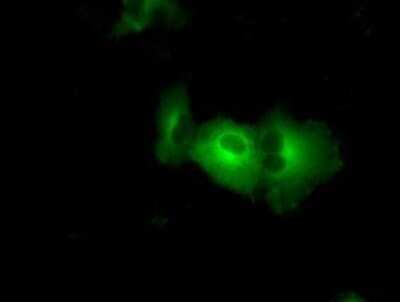Immunocytochemistry/Immunofluorescence: PASK Antibody (OTI8G9) - Azide and BSA Free [NBP2-73249] - Staining of COS7 cells transiently transfected by pCMV6-ENTRY PASK.