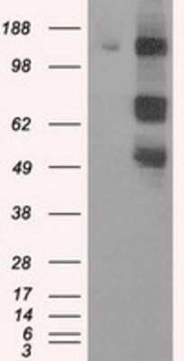 Western Blot: PASK Antibody (OTI8G9) - Azide and BSA Free [NBP2-73249] - HEK293T cells were transfected with the pCMV6-ENTRY control (Left lane) or pCMV6-ENTRY PASK (Right lane) cDNA for 48 hrs and lysed. Equivalent amounts of cell lysates (5 ug per lane) were separated by SDS-PAGE and immunoblotted with anti-PASK.