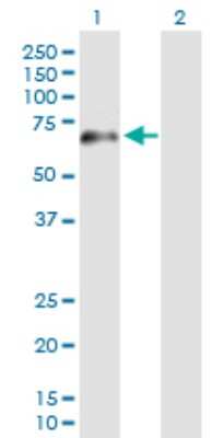 Western Blot: PATZ Antibody [H00023598-B01P] - Analysis of PATZ1 expression in transfected 293T cell line by PATZ1 polyclonal antibody.  Lane 1: ZNF278 transfected lysate(59.07 KDa). Lane 2: Non-transfected lysate.