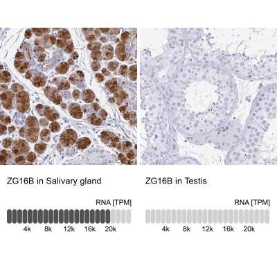 <b>Orthogonal Strategies Validation. </b>Immunohistochemistry-Paraffin: PAUF/ZG16B Antibody [NBP1-81699] - Analysis in human salivary gland and testis tissues using NBP1-81699 antibody. Corresponding ZG16B RNA-seq data are presented for the same tissues.