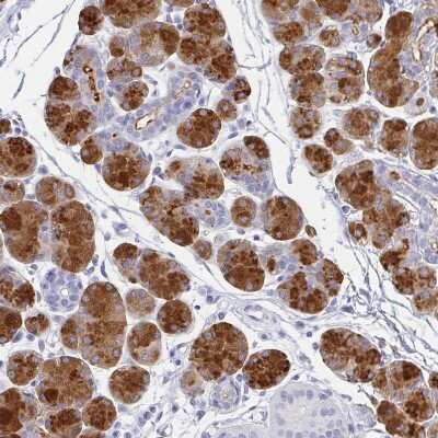 Immunohistochemistry-Paraffin: PAUF/ZG16B Antibody [NBP1-81699] - Staining of human salivary gland shows strong cytoplasmic positivity in glandular cells.