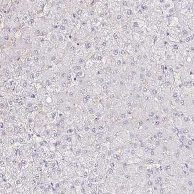 Immunohistochemistry-Paraffin: PAUF/ZG16B Antibody [NBP1-81699] - Staining of human liver shows no positivity in hepatocytes as expected.