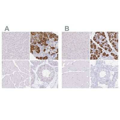 <b>Independent Antibodies Validation and Orthogonal Strategies Validation.</b>Immunohistochemistry-Paraffin: PAUF/ZG16B Antibody [NBP2-49089] - Staining of human liver, salivary gland, skeletal muscle and testis using Anti-ZG16B antibody NBP2-49089 (A) shows similar protein distribution across tissues to independent antibody NBP1-81699 (B).