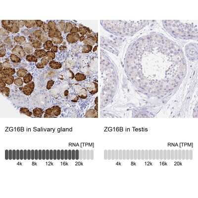 Immunohistochemistry-Paraffin: PAUF/ZG16B Antibody [NBP2-49089] - Analysis in human salivary gland and testis tissues using NBP2-49089 antibody. Corresponding ZG16B RNA-seq data are presented for the same tissues.