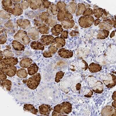 Immunohistochemistry-Paraffin: PAUF/ZG16B Antibody [NBP2-49089] - Staining of human salivary gland shows strong cytoplasmic positivity in glandular cells.