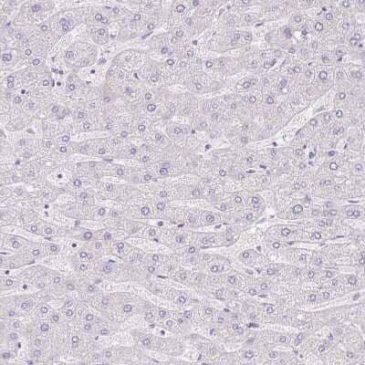 Immunohistochemistry-Paraffin: PAUF/ZG16B Antibody [NBP2-49089] - Staining of human liver shows no positivity in hepatocytes as expected.