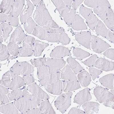 Immunohistochemistry-Paraffin: PAUF/ZG16B Antibody [NBP2-49089] - Staining of human skeletal muscle shows no positivity in myocytes as expected.