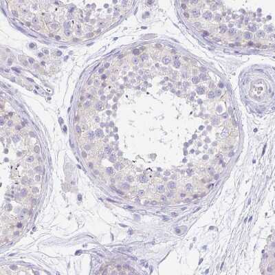 Immunohistochemistry-Paraffin: PAUF/ZG16B Antibody [NBP2-49089] - Staining of human testis shows no positivity in cells in seminiferous ducts as expected.