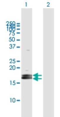 Western Blot: PAUF/ZG16B Antibody [H00124220-B01P] - Analysis of LOC124220 expression in transfected 293T cell line by LOC124220 polyclonal antibody.  Lane 1: LOC124220 transfected lysate(18.92 KDa). Lane 2: Non-transfected lysate.