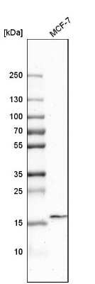 Western Blot: PAUF/ZG16B Antibody [NBP1-81699] - Analysis in human cell line MCF-7.