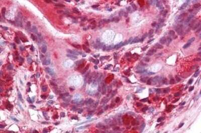 Immunohistochemistry-Paraffin: PAWR / PAR4 Antibody (3G9H7,4H12E9) [NBP1-52416] - Analysis of anti-PAWR / PAR4 antibody with human small intestine at dilution 1:200.