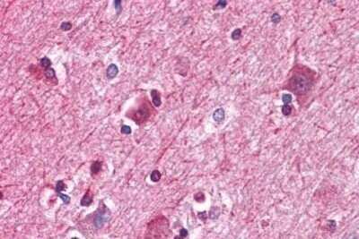 Immunohistochemistry-Paraffin: PAWR / PAR4 Antibody (3G9H7,4H12E9) [NBP1-52416] - Analysis of anti-PAWR / PAR4 antibody with human brain, cortex at dilution 1:200.
