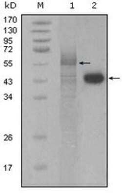 Western Blot PAWR / PAR4 Antibody (3G9H7) - BSA Free